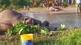 Shocking Two elephants killed after being hit by truck in southern East India.