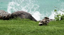 Duckling rescued after separated from mother during thunderstorm at Switzerland lake
