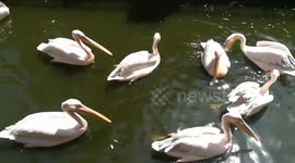 Hot Bath Family Pink Pelican