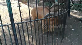 Hungry Couple Of Defassa Waterbuck Heads Out Of Cage To Visitors