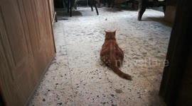Kitty Plays With Leafs