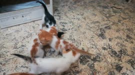 One Month Old Kitties Wake Up Out Side Home