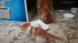 Male Cat Fight Over Beaf With baby