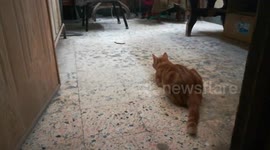 Funny Cat Pretend To be Copycat Of Dog Ball Game