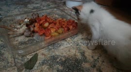 Kitties Open Bettie Towards Food