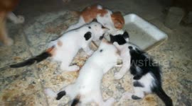 Dady cat Watches Kitties Dairy Eat