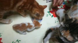 Dady cat Drinks Milk Even He Is So Big !!!