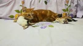 Dady Cat Insane Play With Kitties