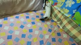 Kitties Play Submissions On Bed