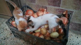 Kitties play Onion Stand game