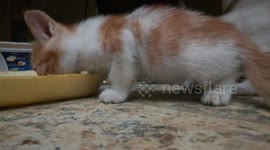 Kitties Enjoys Eating Steaks