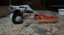 Kitties Loves Lunch Milk With Vegetables Soup