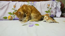 Male Cat Licking Kitties