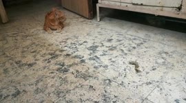 Crazy Cat Wants Owner Attention