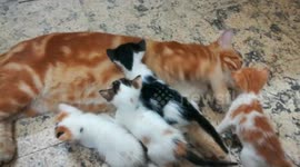 Kitties Mistake Father For Breast Feeding