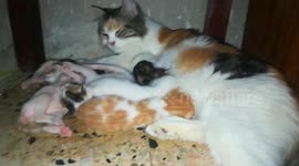 Mother Cat Feeds her baby Born
