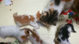 Mother Feeds baby Kitties fresh Milk