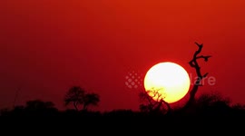 Time-lapse footage of the sun falling from a bloodshot sky over the African savanna