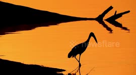 Straight out of Lion King: Beautiful silhouette of open-billed stork in South African national park