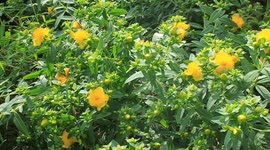 Yellow spring blooms