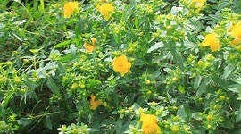 summer and spring blooms