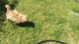 Happy Puppy