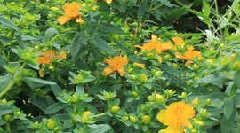 yellow flowers in the wind