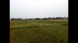 A bad dog try to attack a poor cow