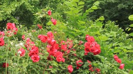 Red Roses Blooms