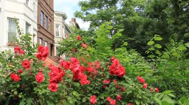 red rose