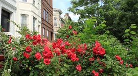 red rose blooms