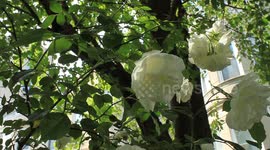 white fower