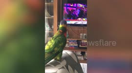 Pet parrot whistles and grooves to popular Bollywood song in Bangladesh