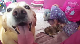 Dog fosters stray 5-week-old kitten in south Ireland home