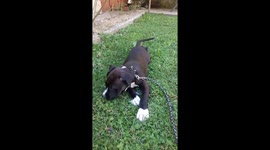 Crawling staffy, she doesnt want to walk