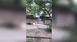Keeper beats tapir after it refuses to go back to enclosure at Beijing zoo