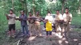 Rescue officials capture 14-feet-long python after it strayed into residential area in northeast India