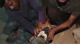 Dog whose head was stuck in plastic jar rescued after marathon operation in southern India
