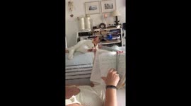 Cat turning pages on a book