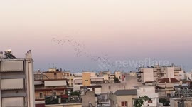 Birds making formations as they fly