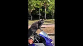 Cat rides on the front of owner's motorbike