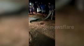 Locals capture 15-foot-long python in southern Indian village