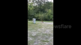 A fox stole my frisbee and ran off!