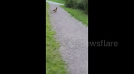 Cheeky fox steals frisbee and runs off with it