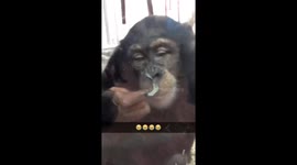 Hilarious chimp picks his nose and licks it!