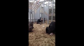 Hilarious chimpanzee gets his bottom scratched by another chimp!