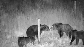 Bearly time for game