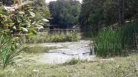 The game of Butterflies