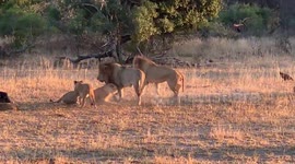 Symphony of the jungle! Male lion's call triggers chorus of roars