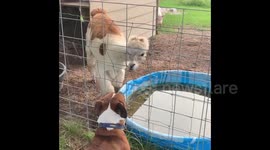 Annie the Alpaca proves that farmer has been blind to her true personality